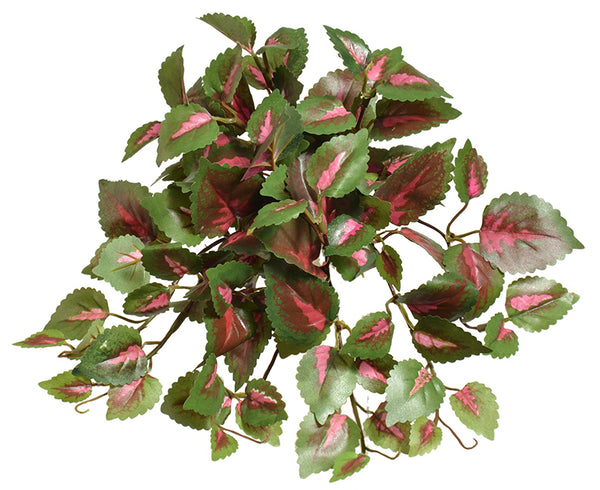 12" Hanging Coleus Bush-Green/Pink  SKU PBW304GRPK